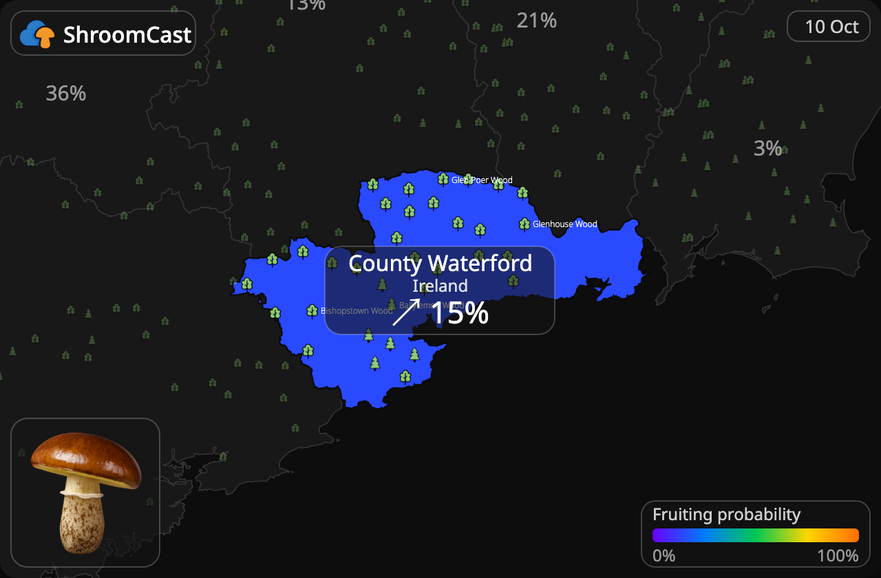 Boleto anillado County Waterford