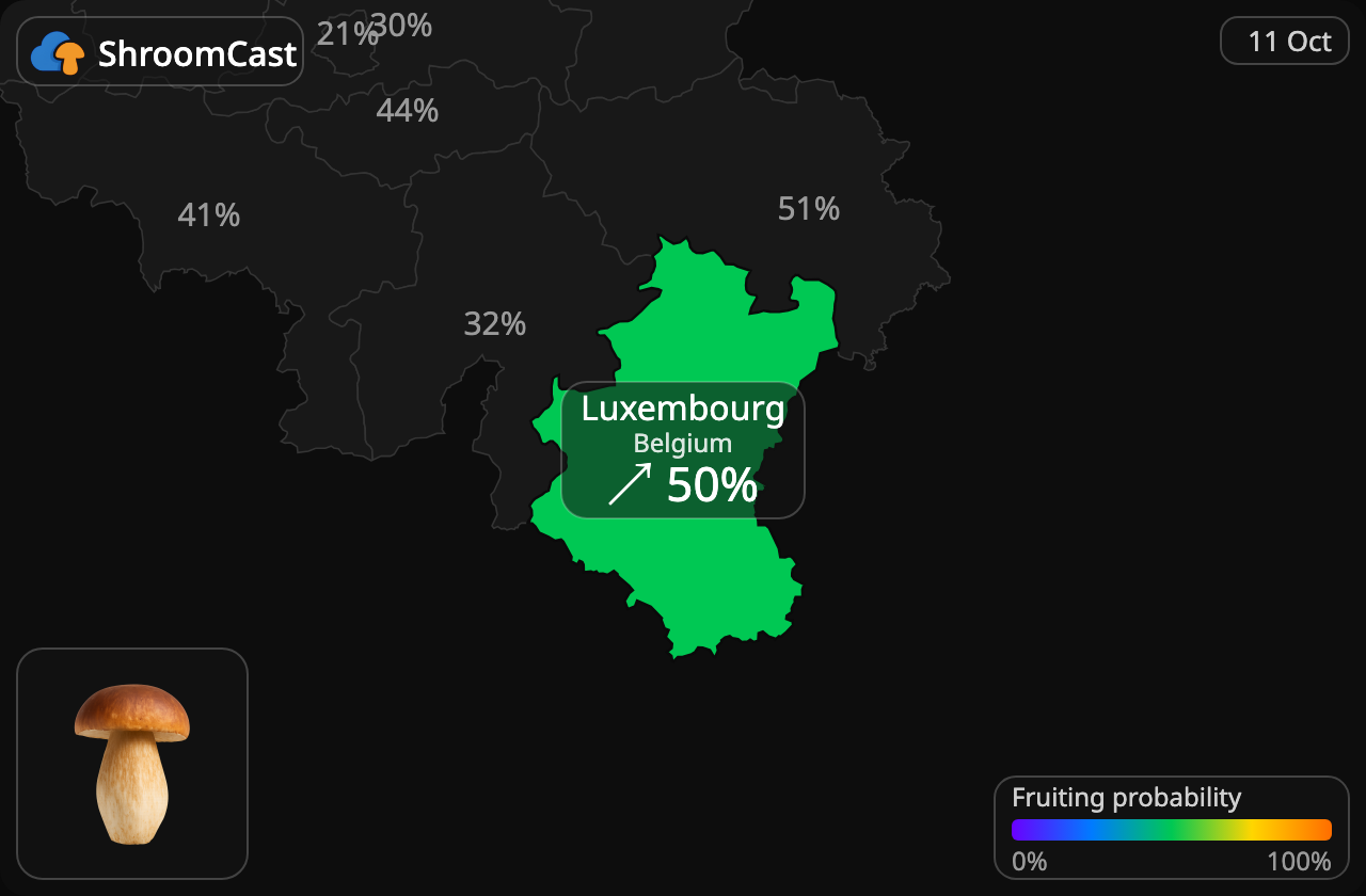 Boletus Luxembourg