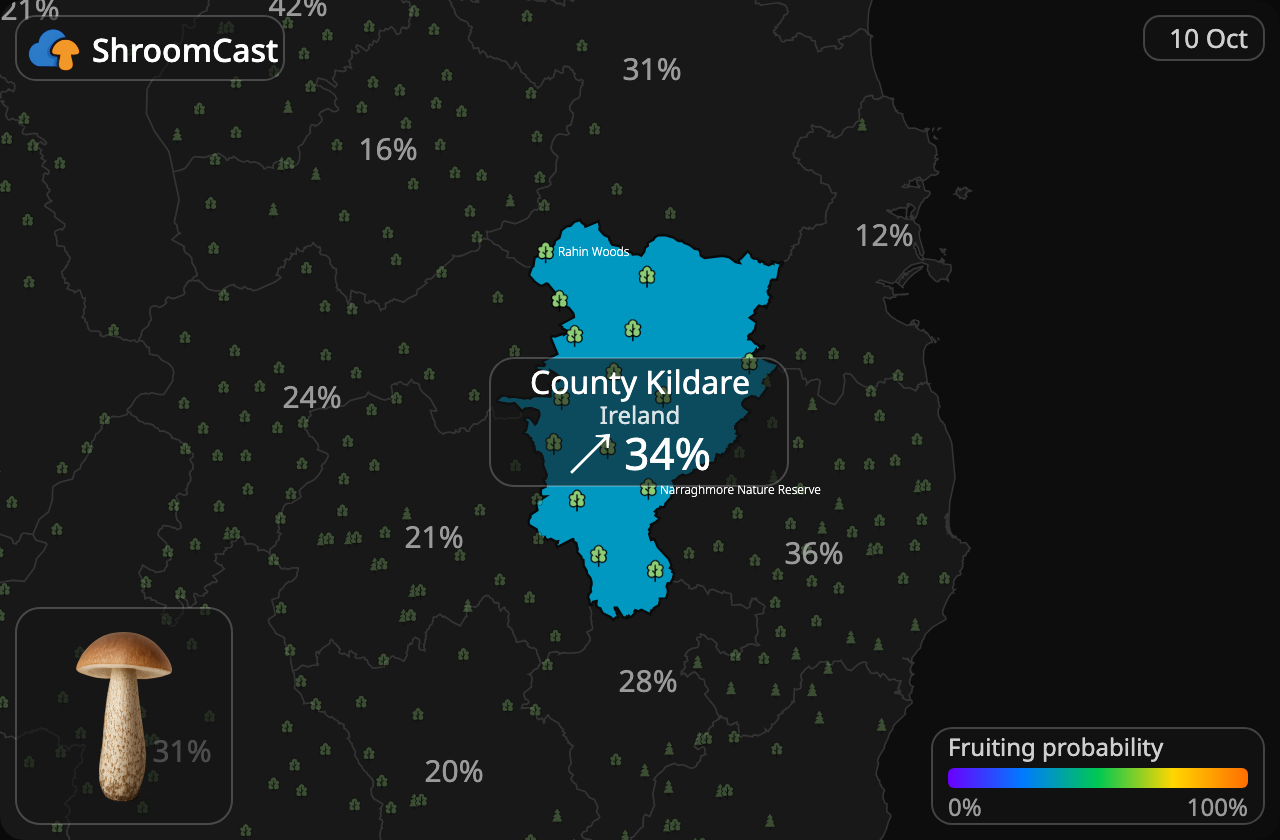 Boleto de abedul County Kildare