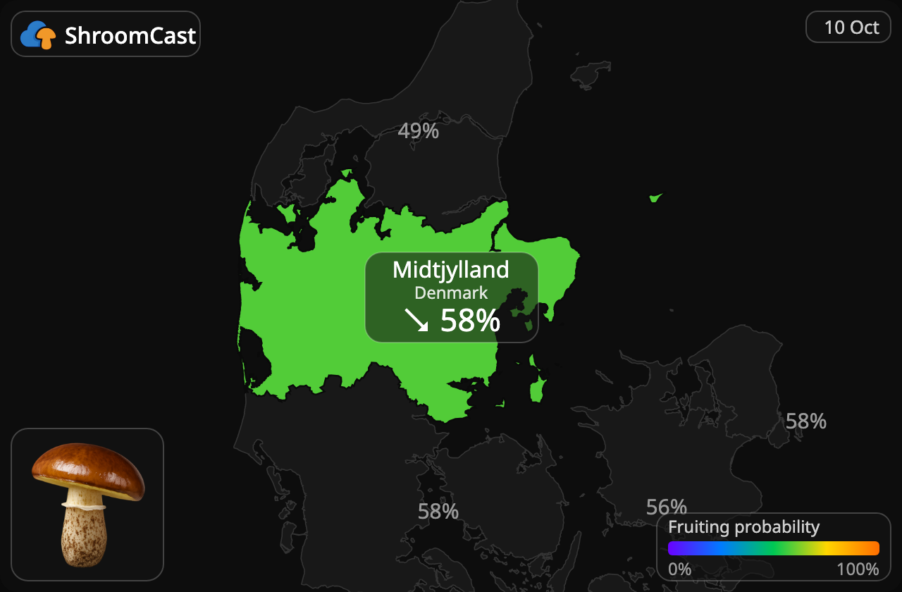 Boleto anillado Midtjylland