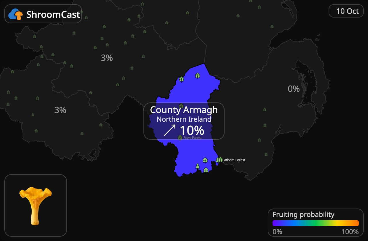 Rebozuelo County Armagh