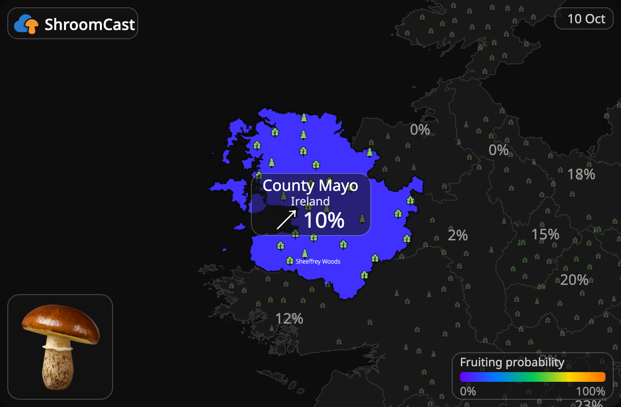 Boleto anillado County Mayo