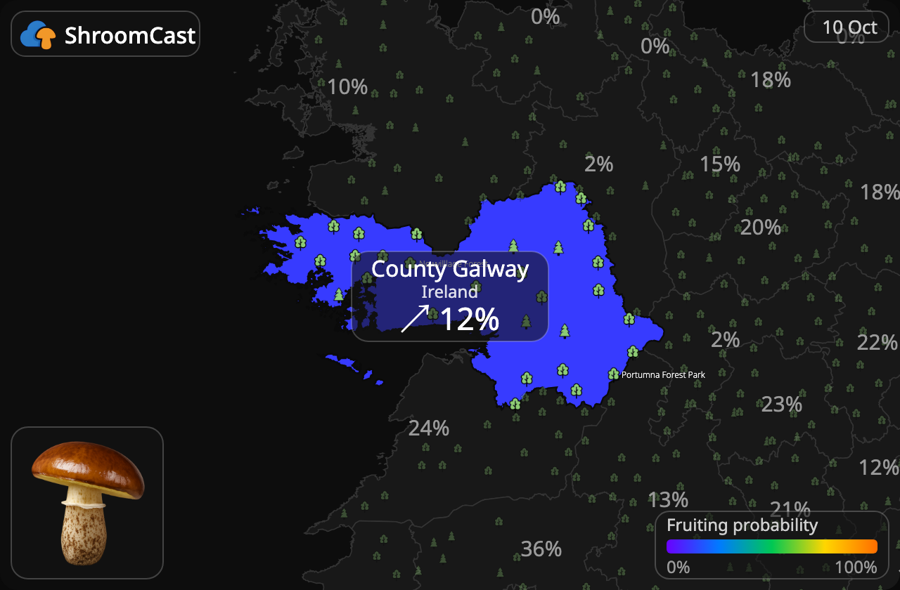 Boleto anillado County Galway