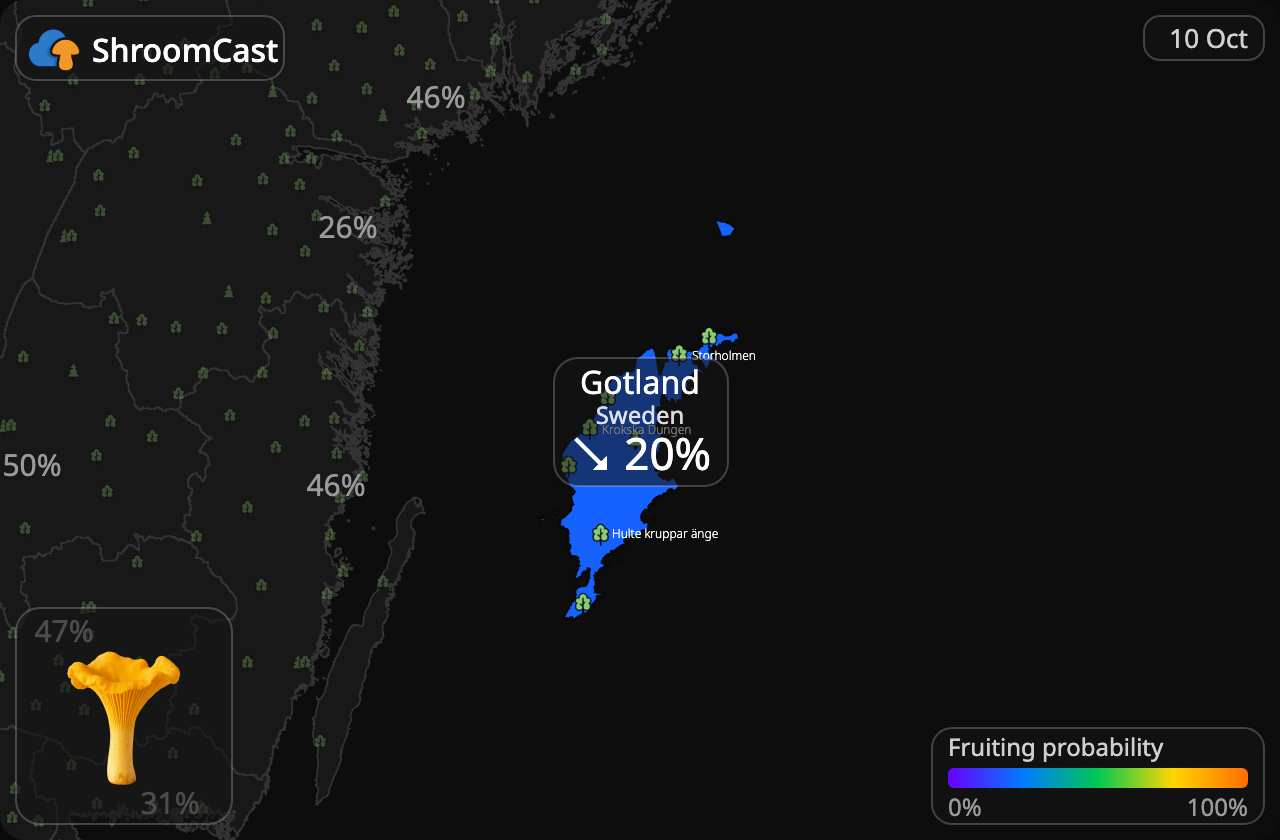 Rebozuelo Gotland
