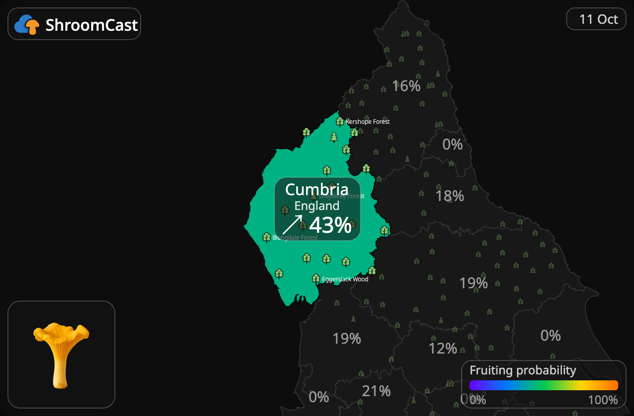 Rebozuelo Cumbria