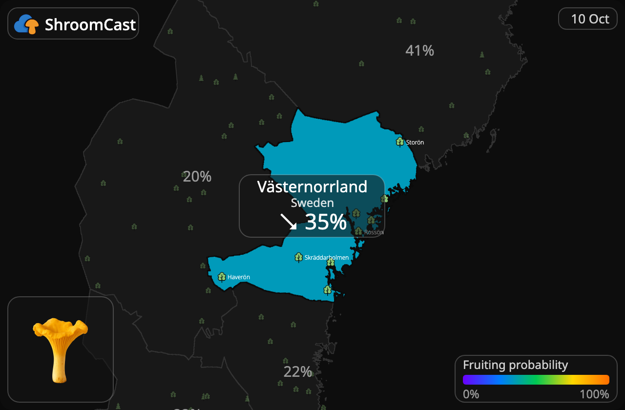 Rebozuelo Västernorrland