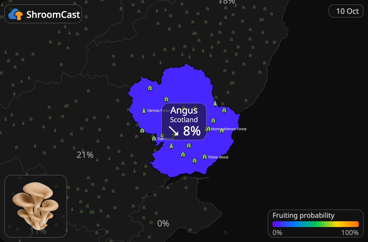 Seta de ostra Angus