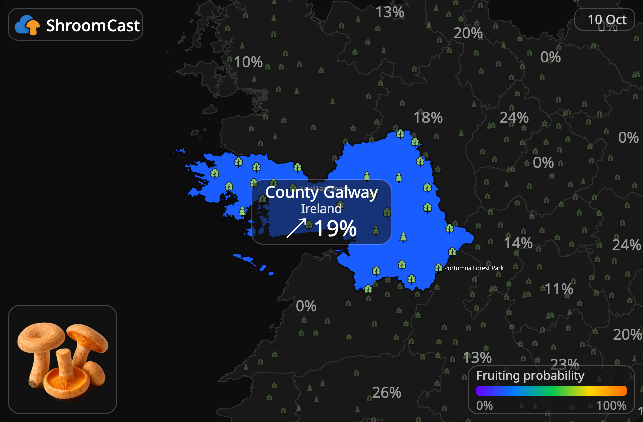 Níscalo County Galway