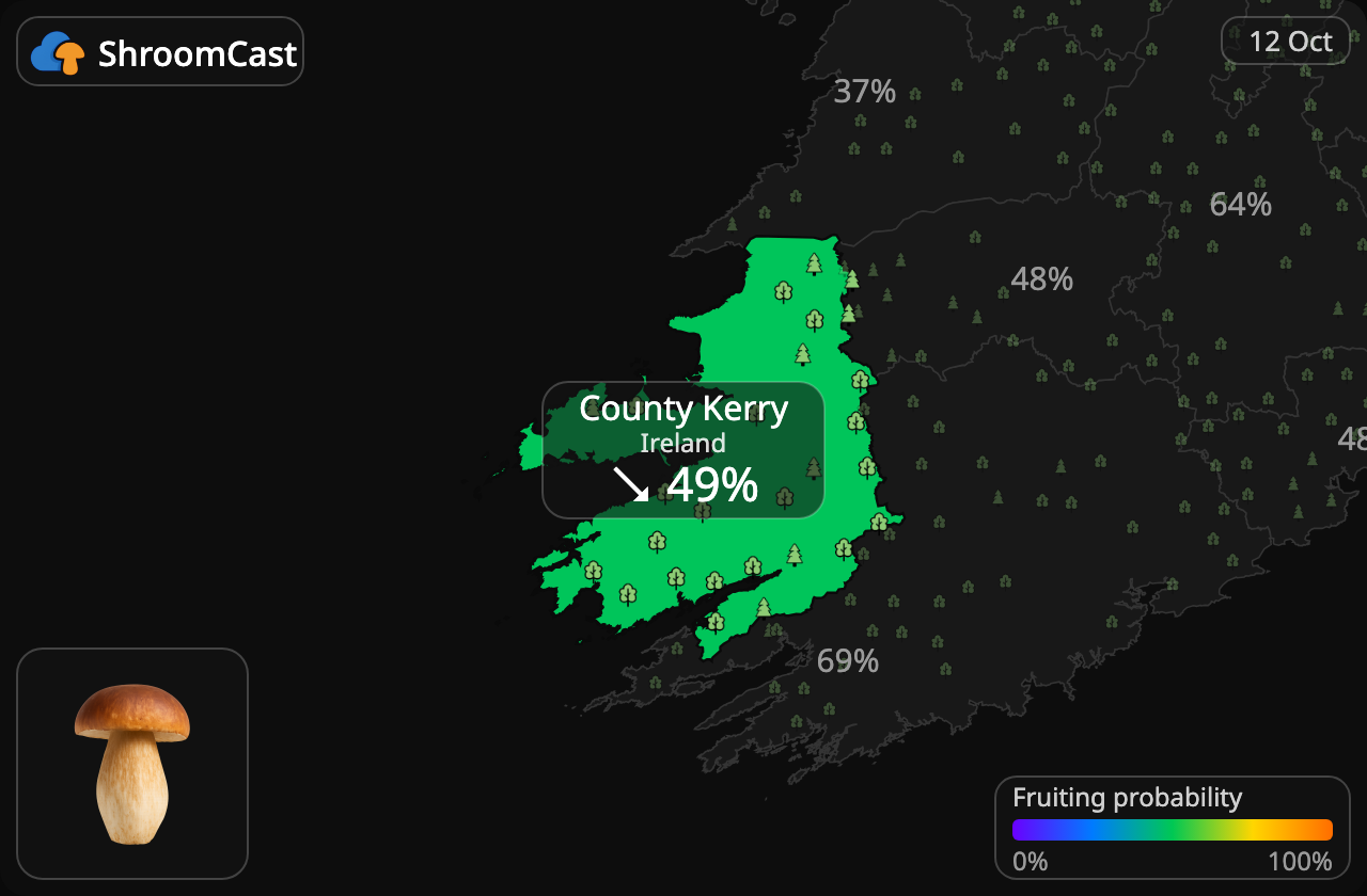 Boletus County Kerry
