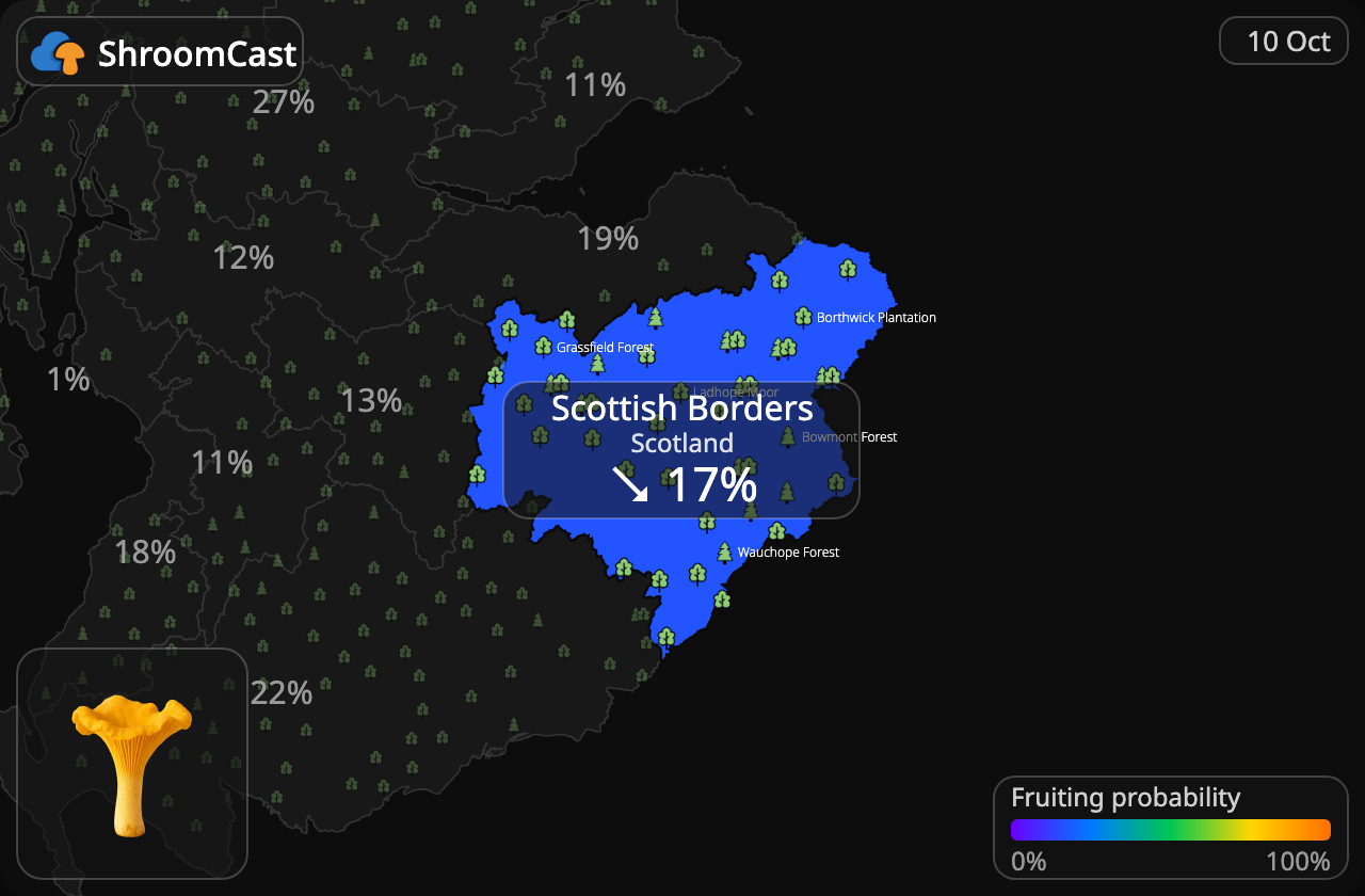 Rebozuelo Scottish Borders