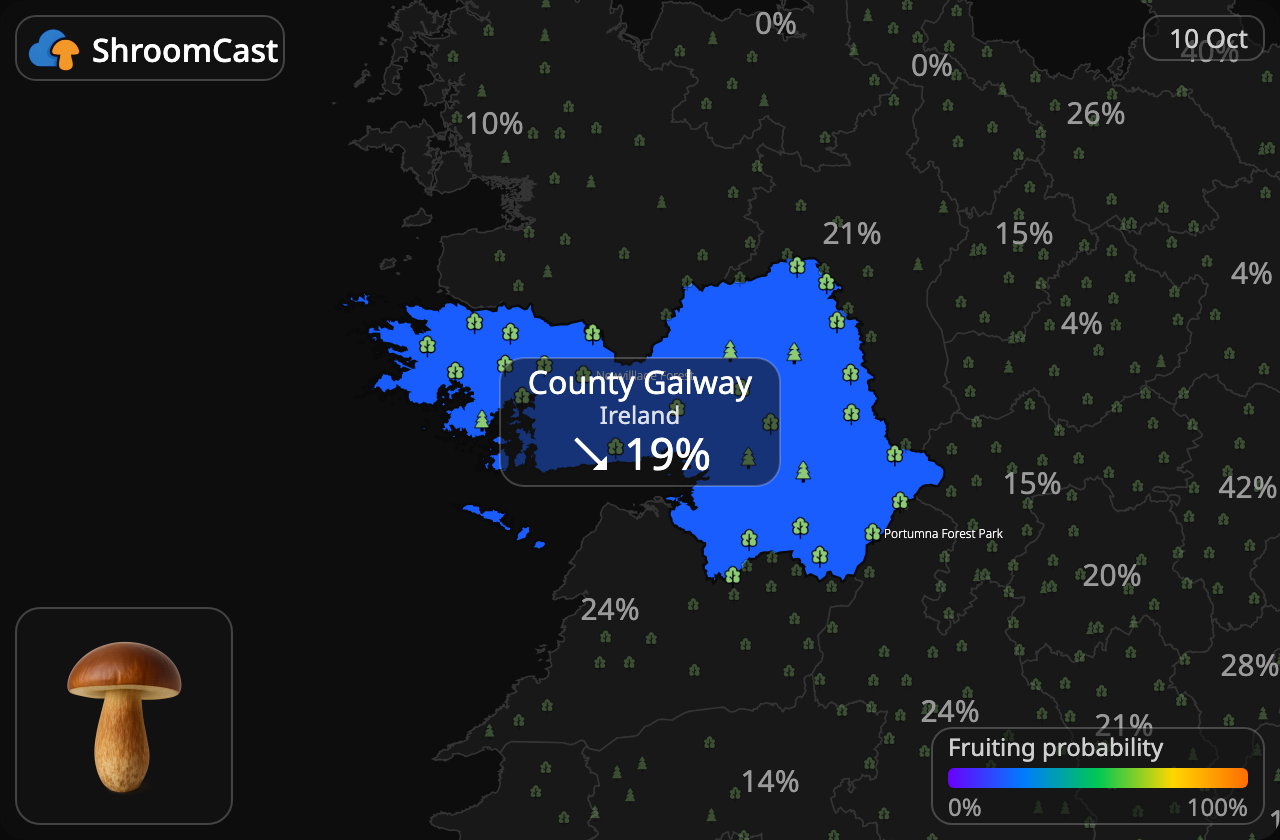 Boleto bayo County Galway