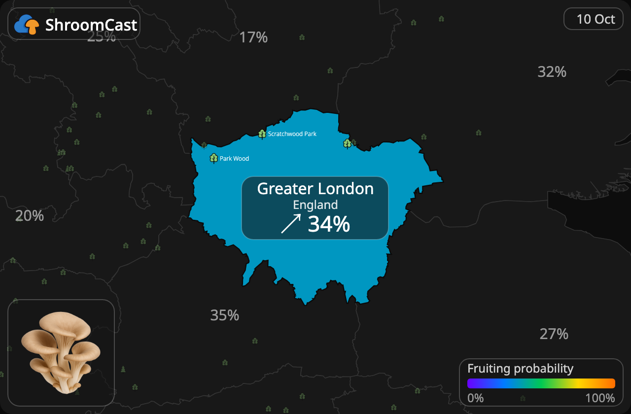 Seta de ostra Greater London