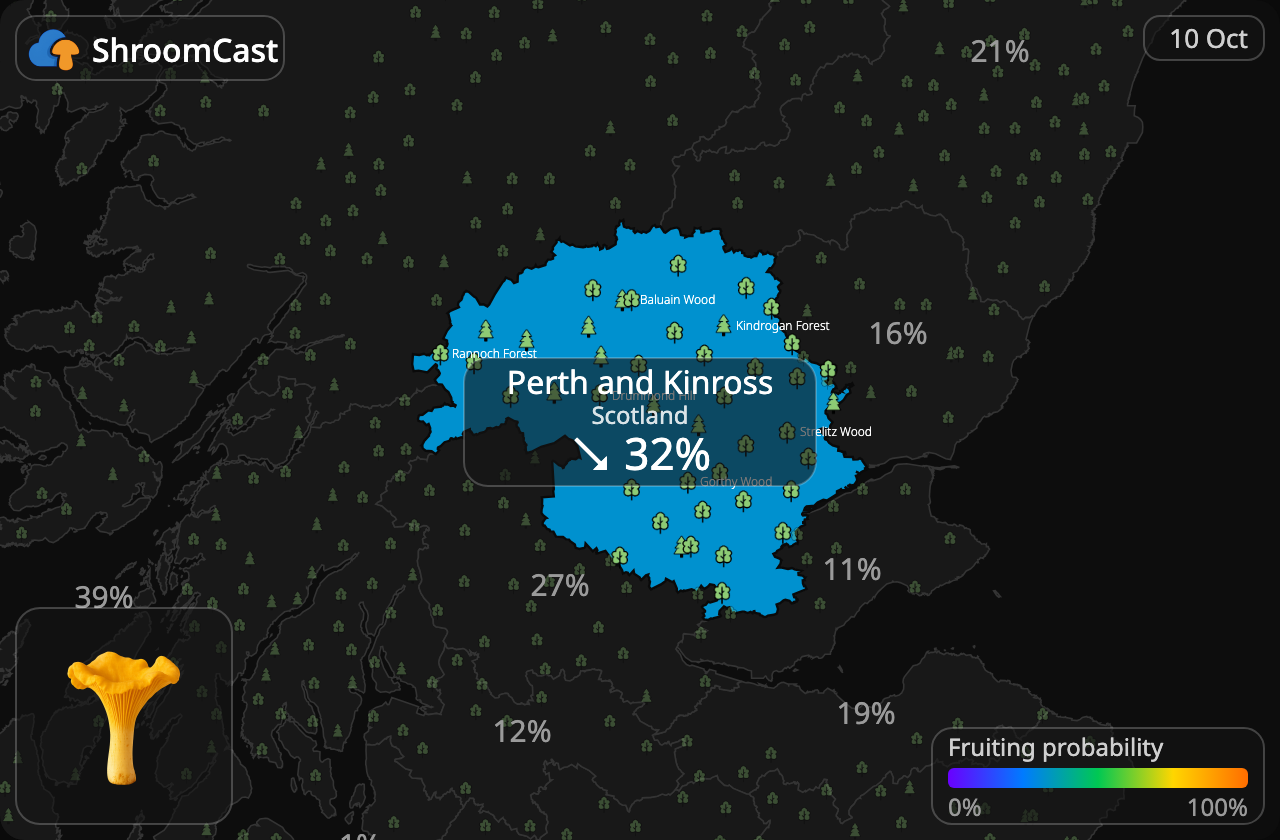Rebozuelo Perth and Kinross