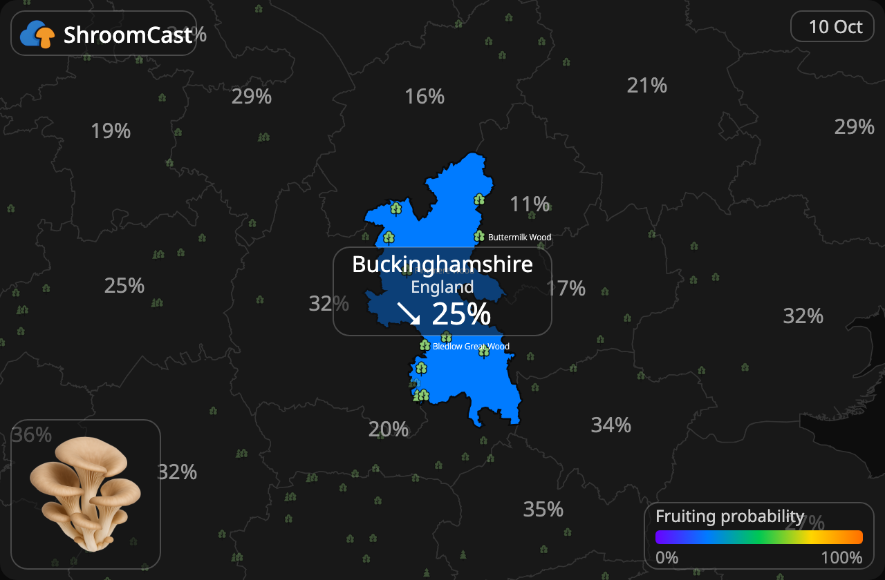 Seta de ostra Buckinghamshire