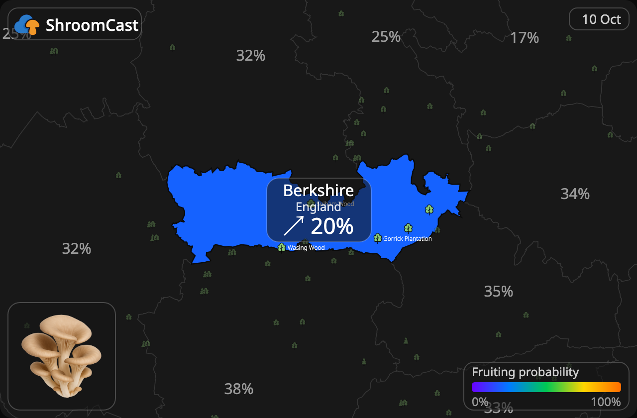 Seta de ostra Berkshire
