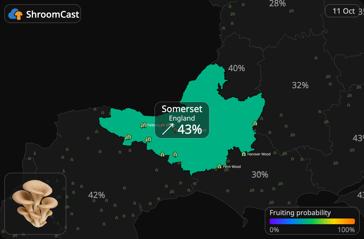 Seta de ostra Somerset