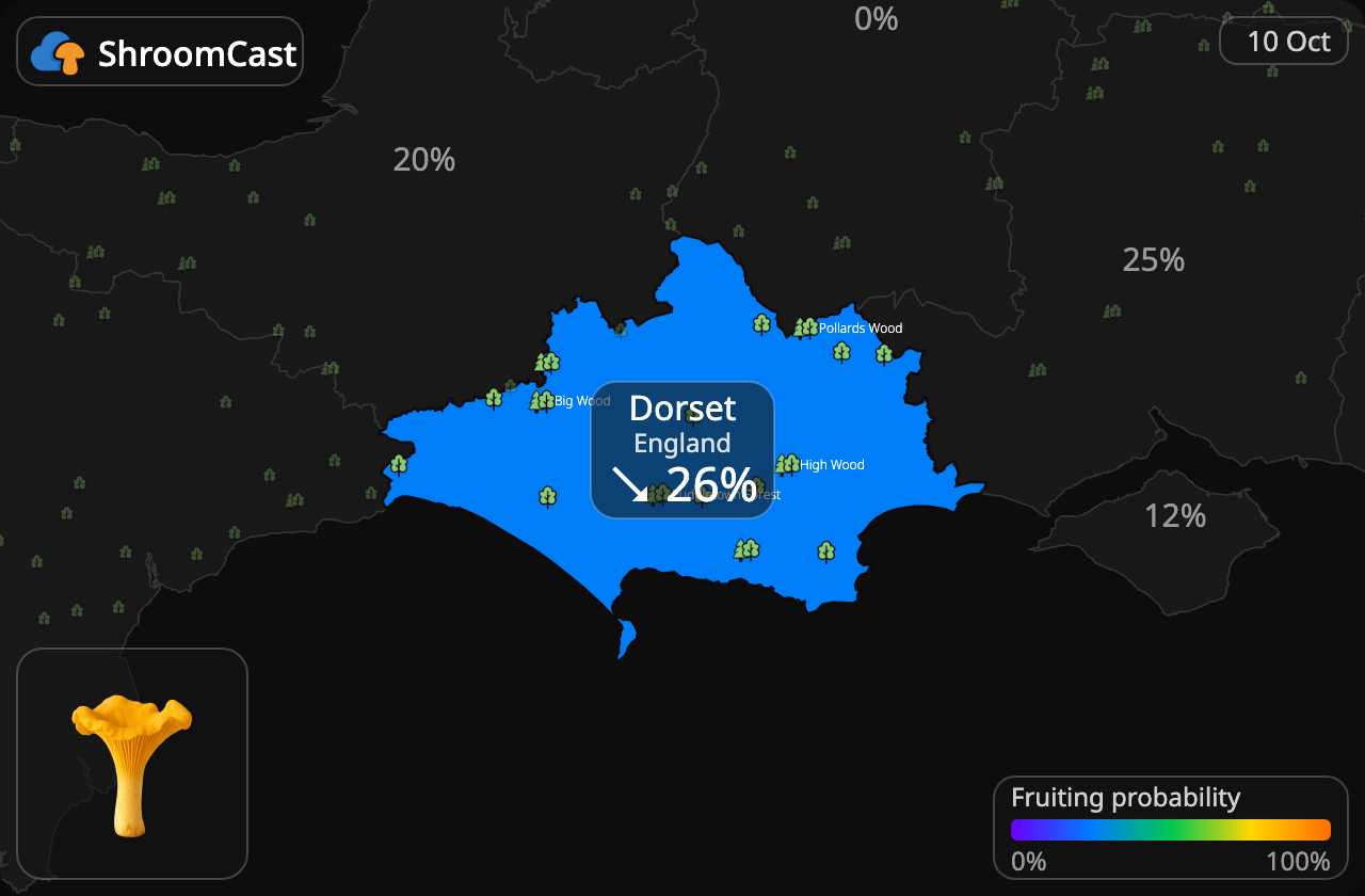 Rebozuelo Dorset