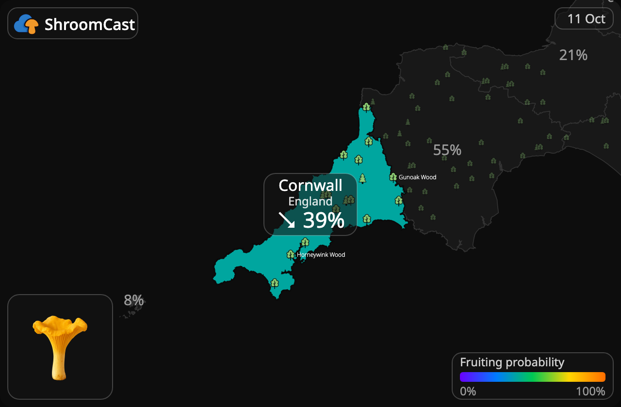 Rebozuelo Cornwall