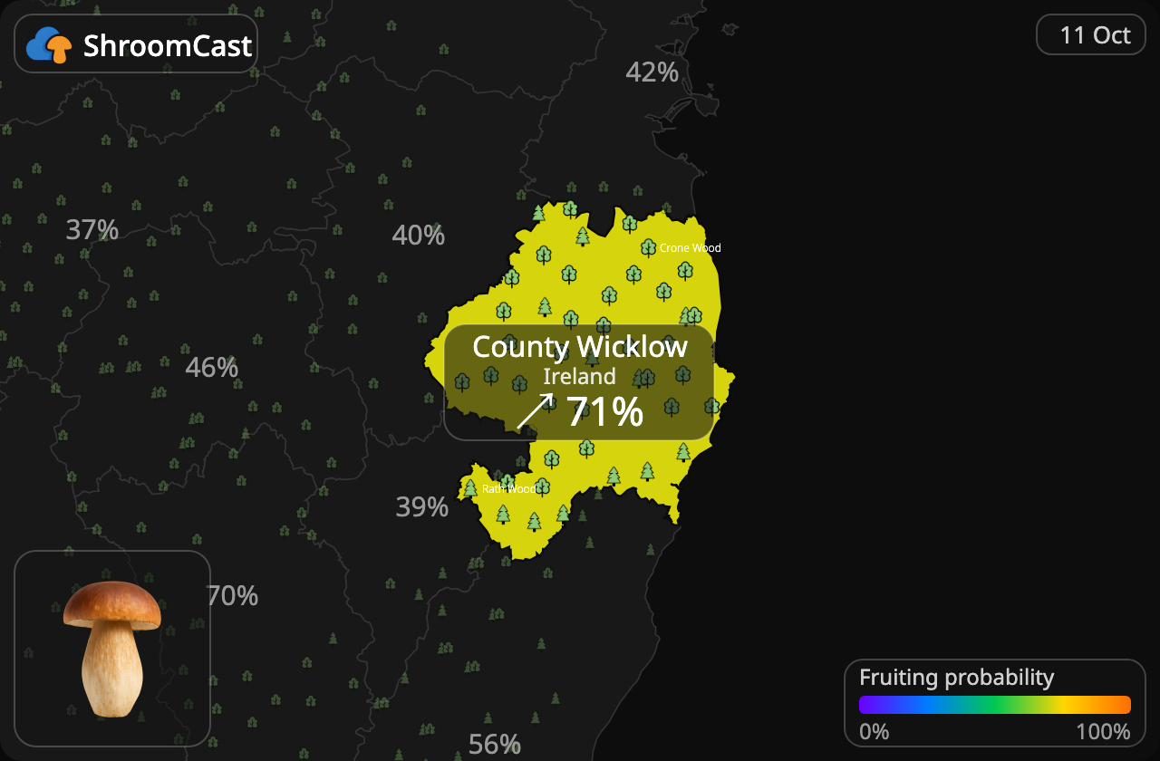 Boletus County Wicklow