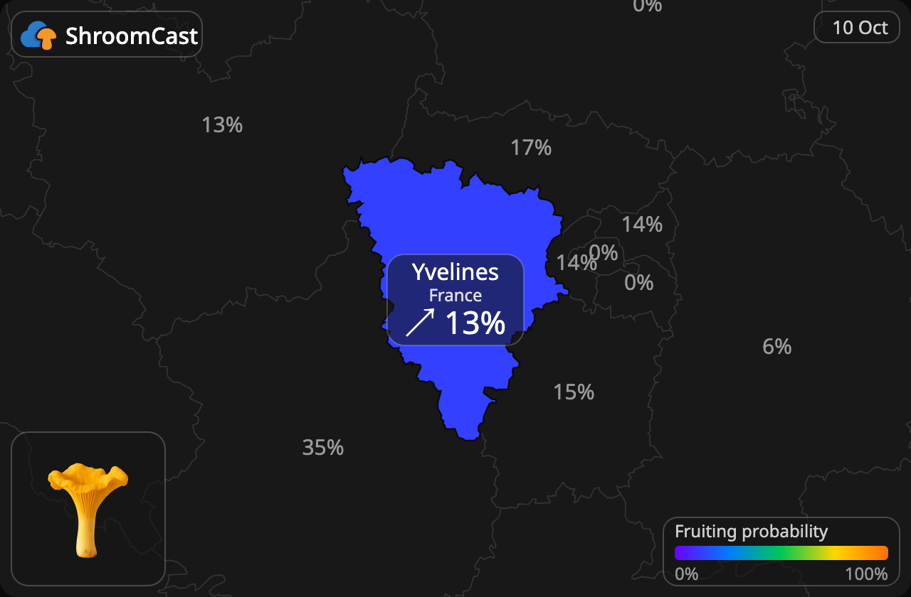 Rebozuelo Yvelines