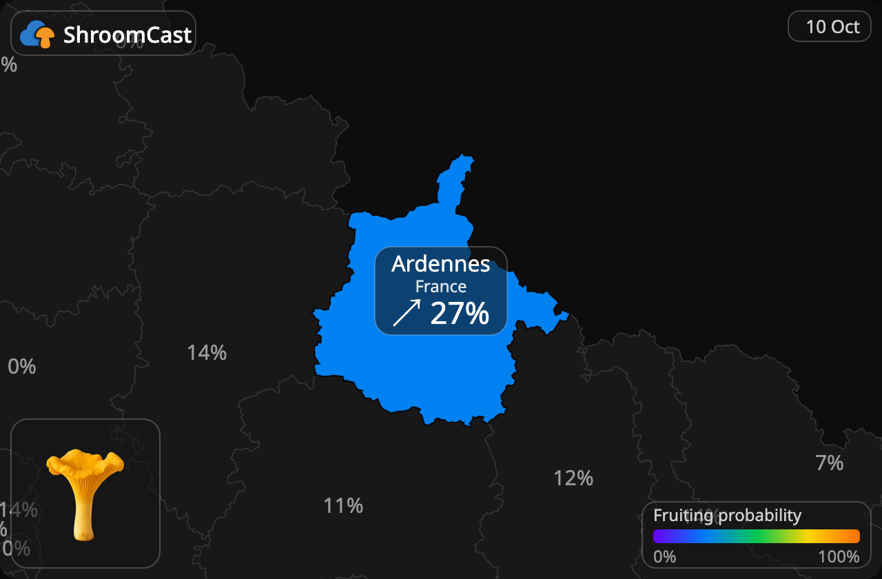 Rebozuelo Ardennes