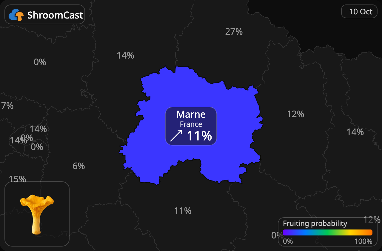 Rebozuelo Marne
