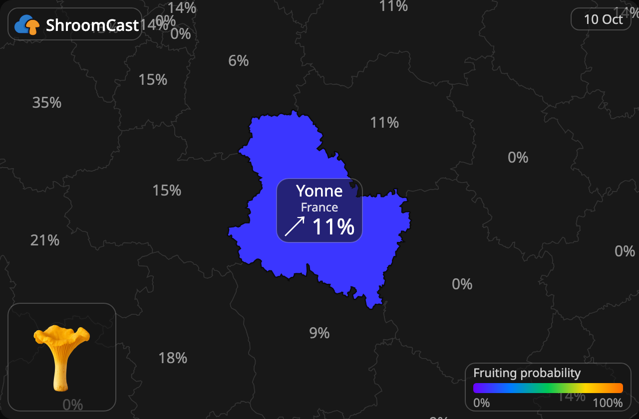 Rebozuelo Yonne