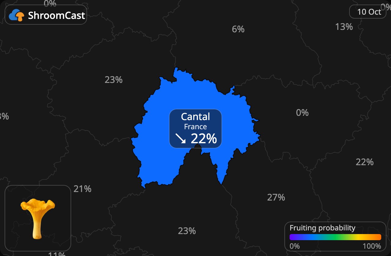 Rebozuelo Cantal