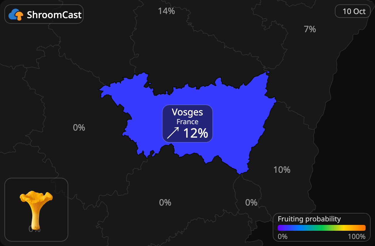 Rebozuelo Vosges