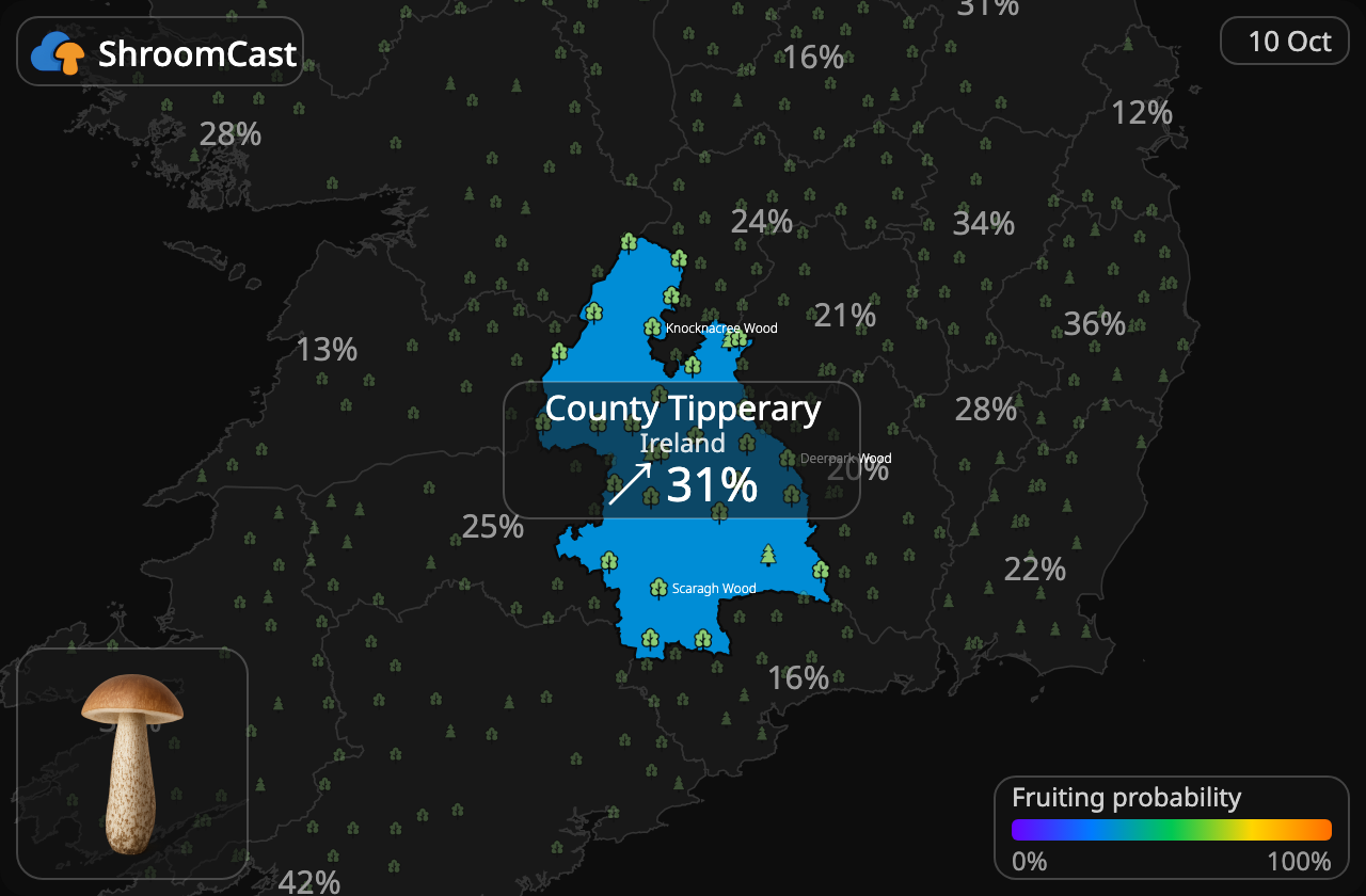 Boleto de abedul County Tipperary