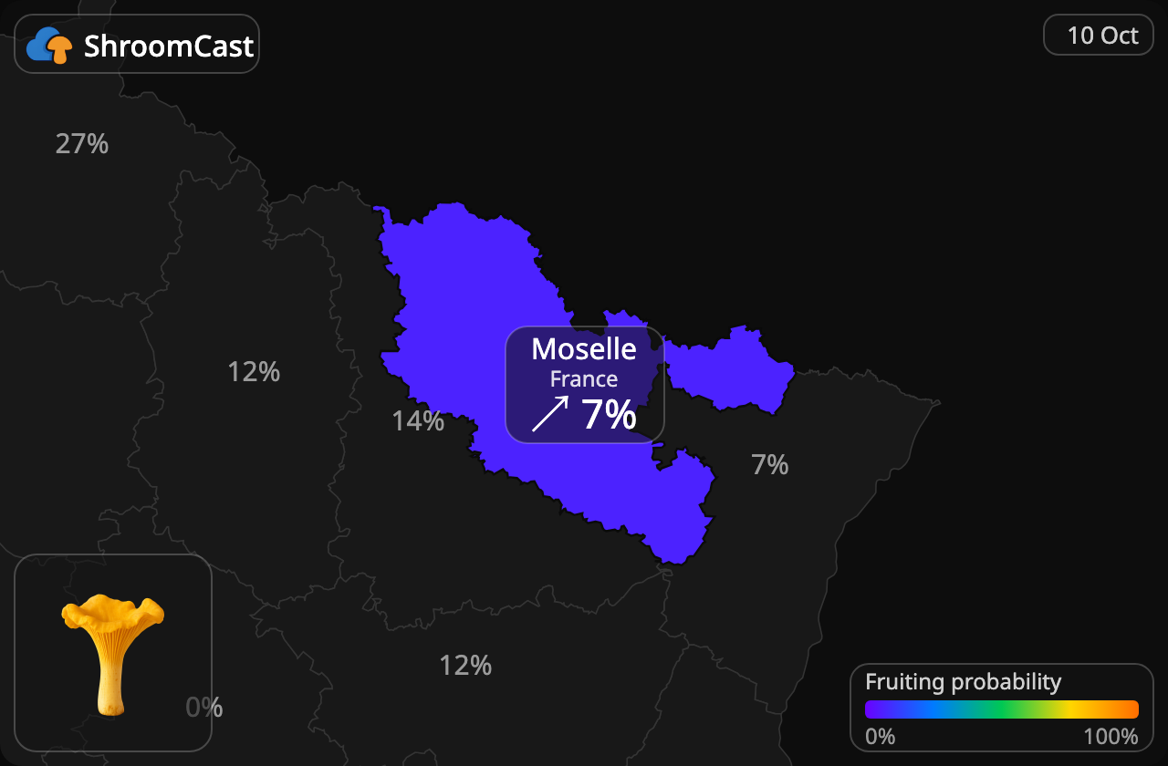 Rebozuelo Moselle