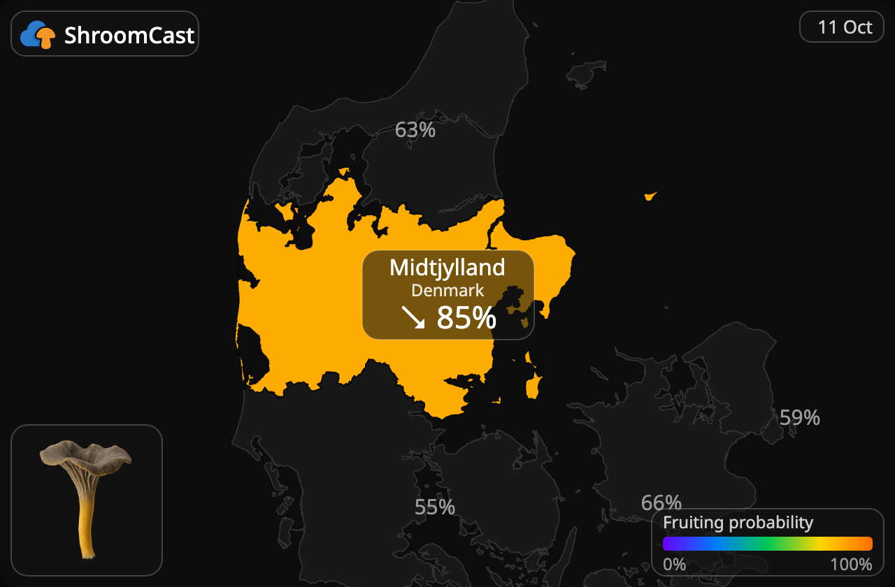 Angula de monte Midtjylland