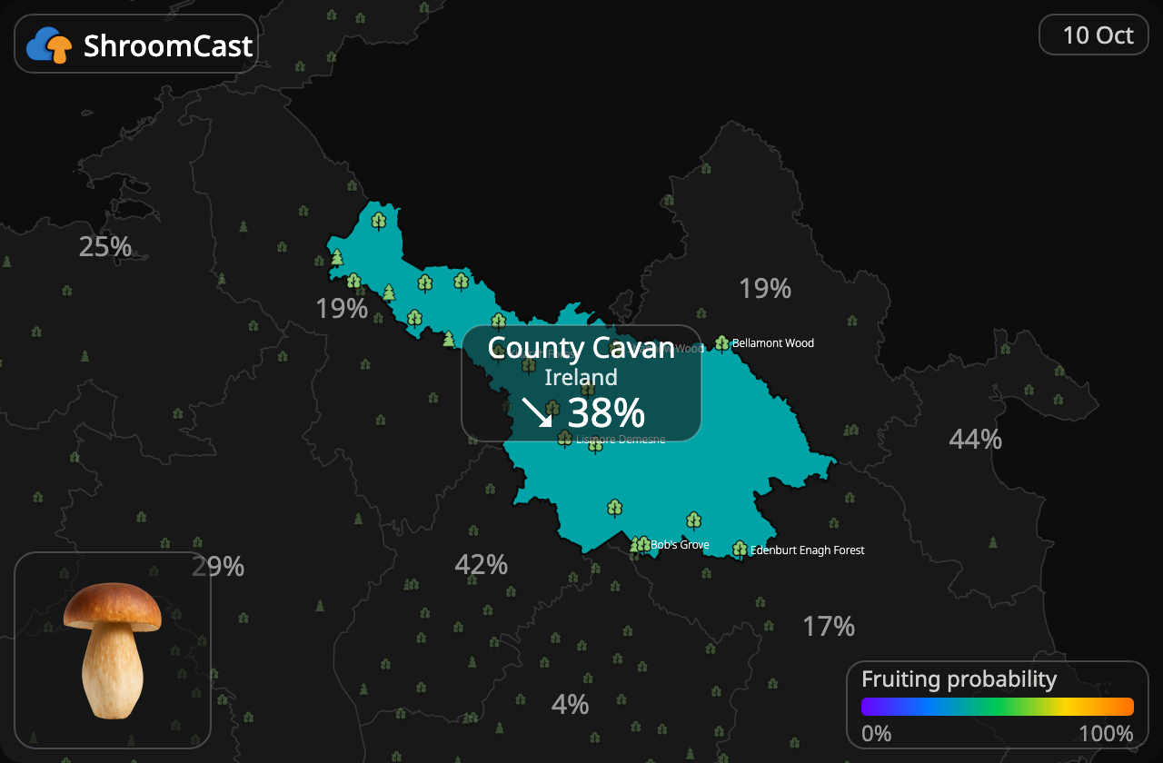 Boletus County Cavan