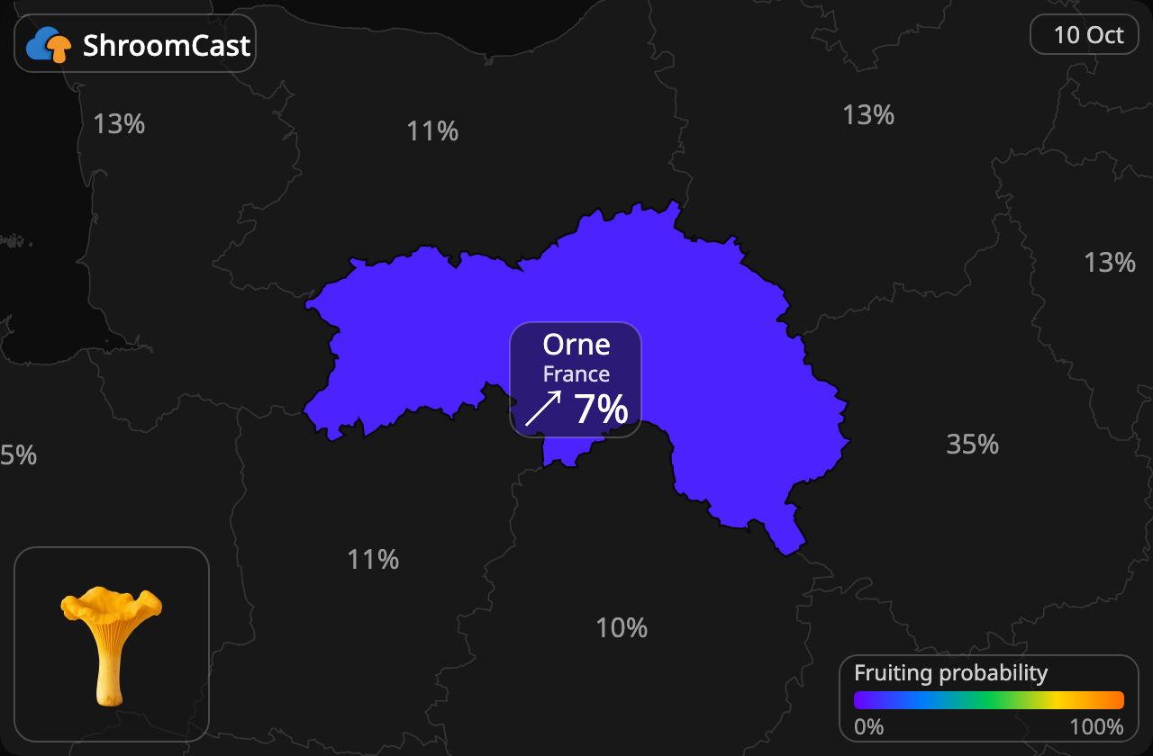 Rebozuelo Orne