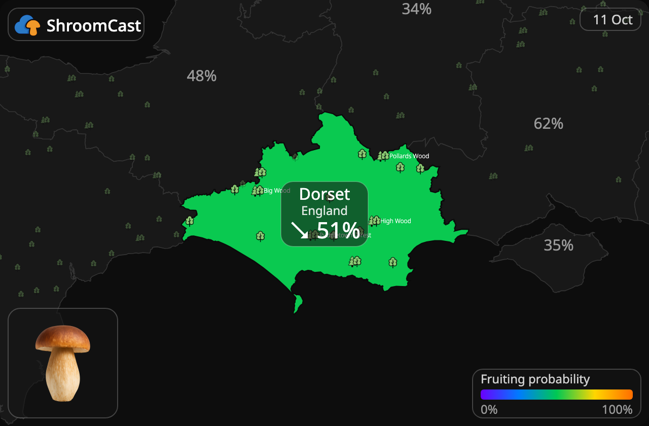 Boletus Dorset