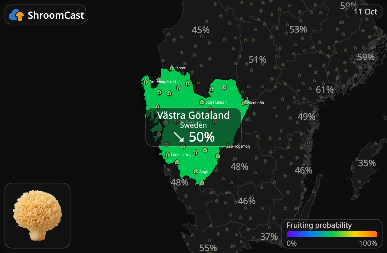 Seta coliflor Västra Götaland