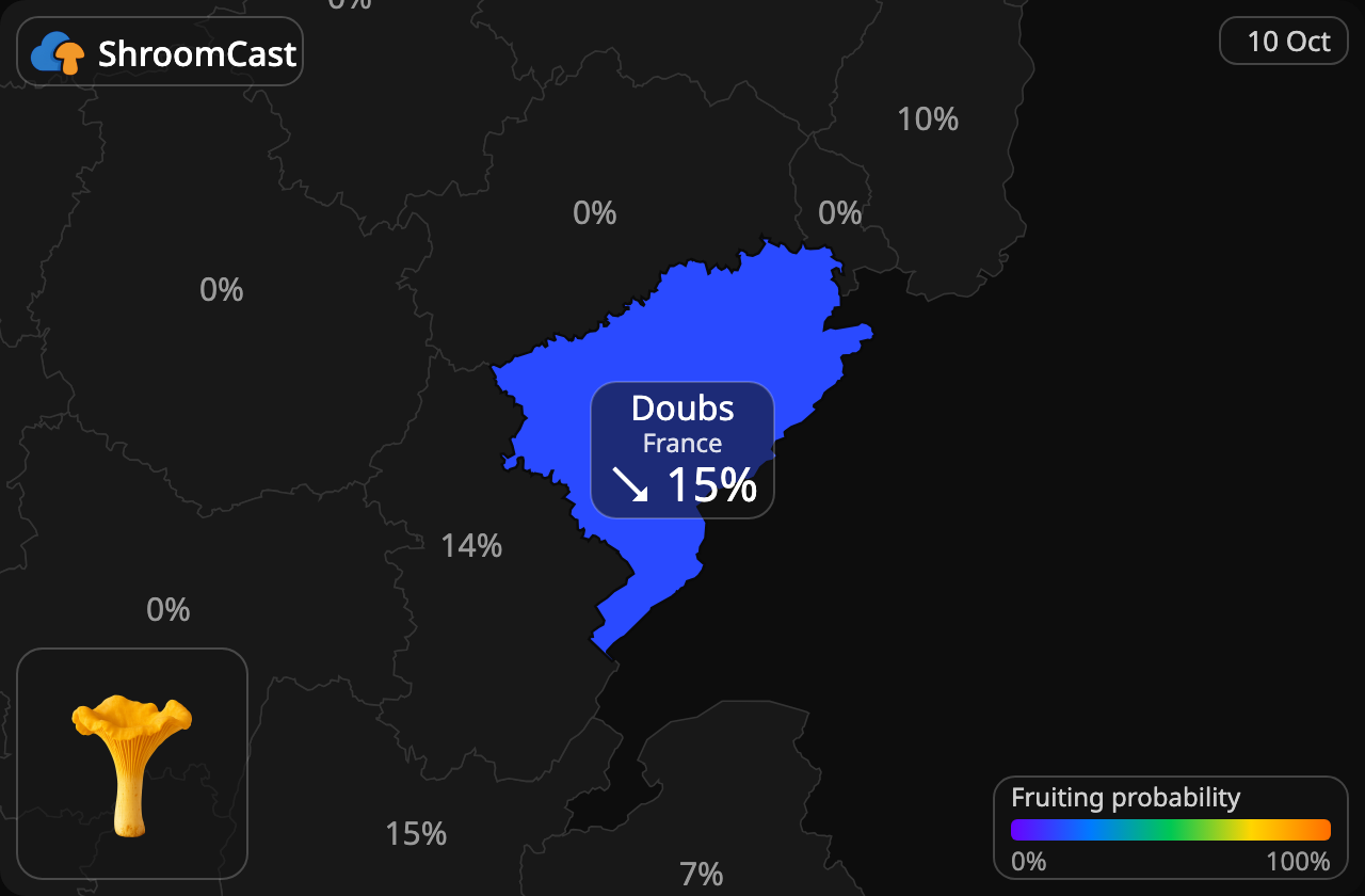 Rebozuelo Doubs