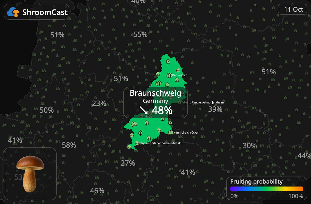 Boleto bayo Braunschweig
