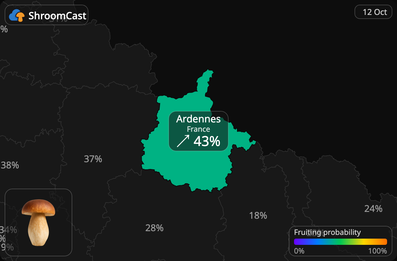 Boletus Ardennes