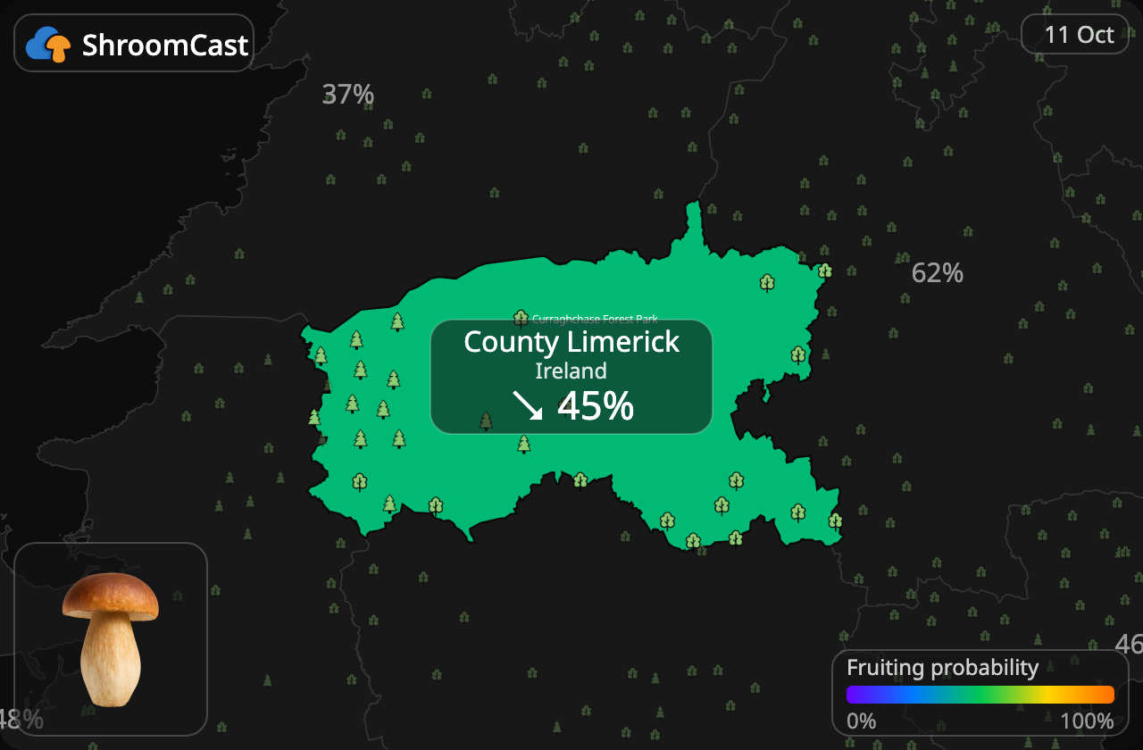 Boletus County Limerick