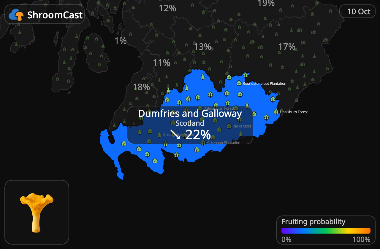Rebozuelo Dumfries and Galloway