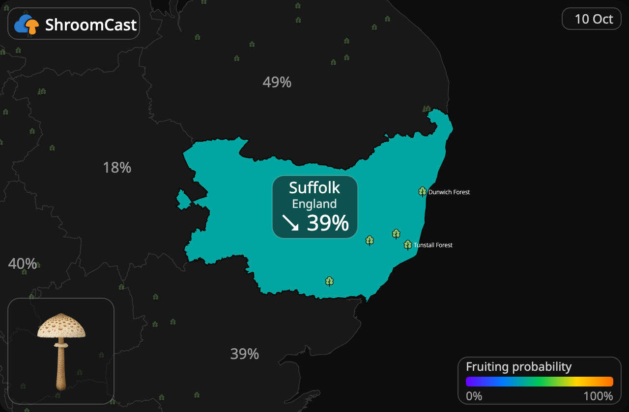 Parasol Suffolk
