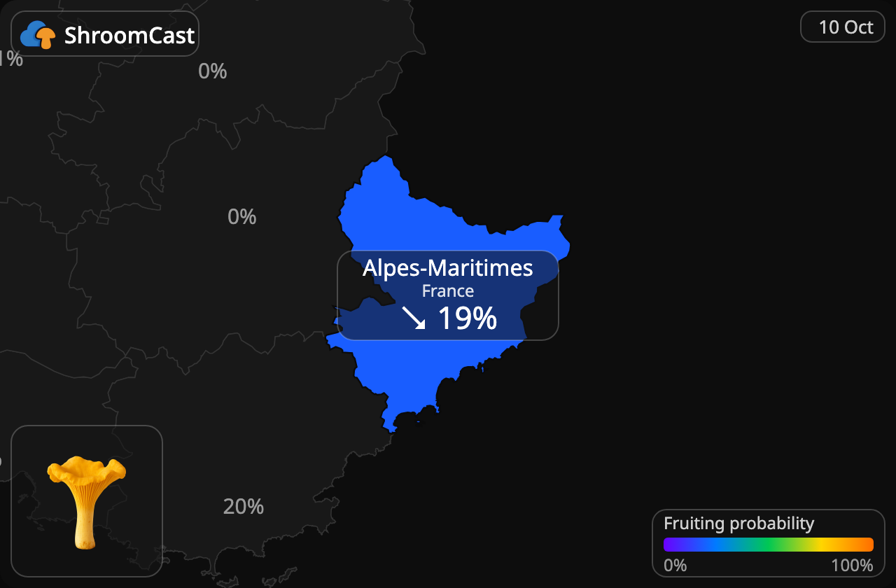 Rebozuelo Alpes-Maritimes