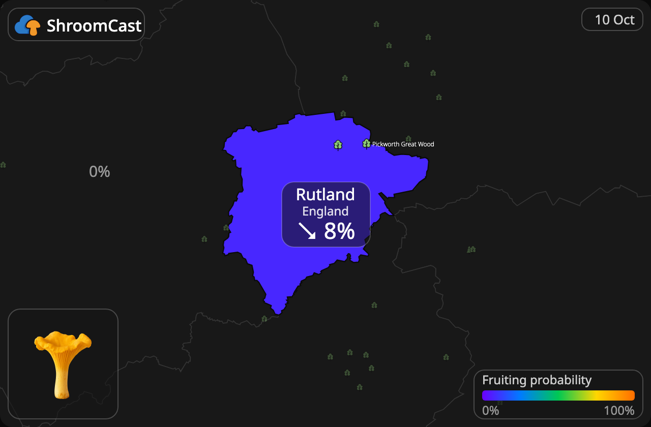 Rebozuelo Rutland