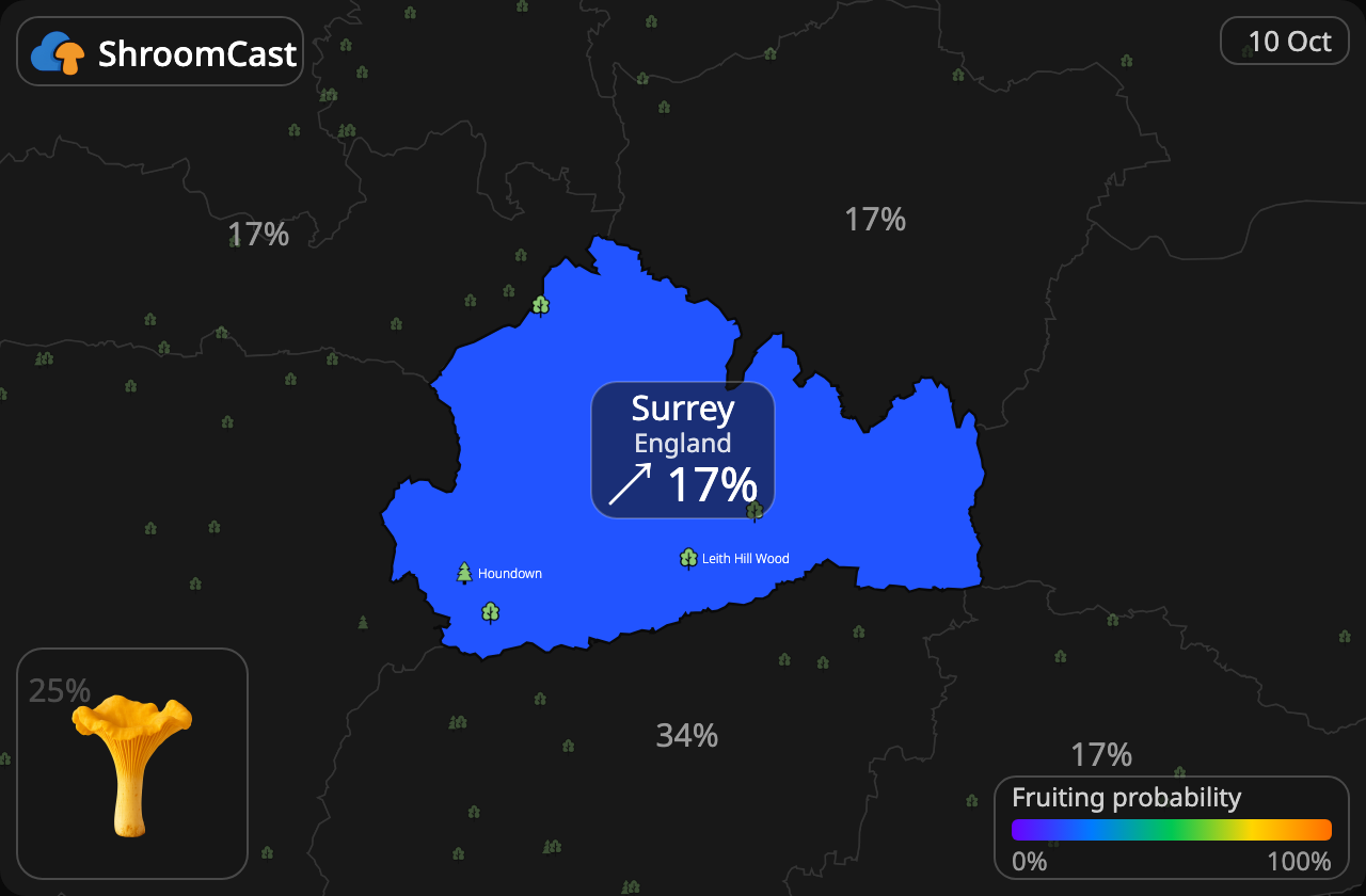 Rebozuelo Surrey