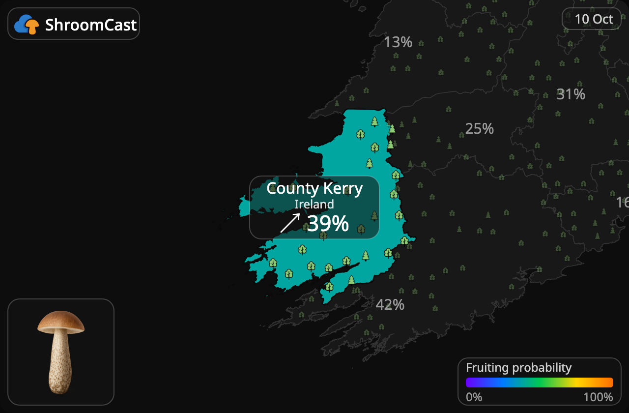 Boleto de abedul County Kerry
