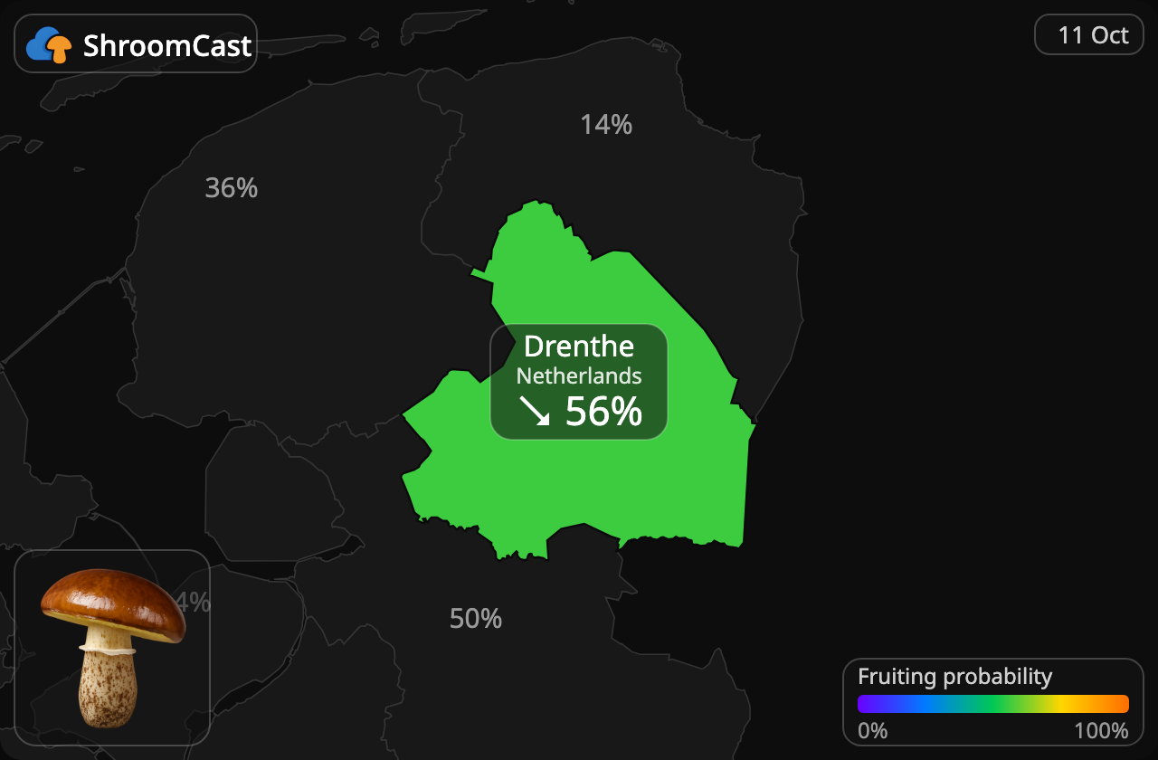 Boleto anillado Drenthe