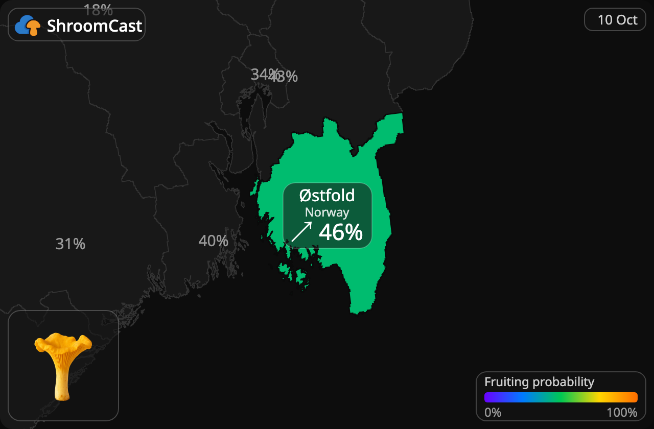 Rebozuelo Østfold