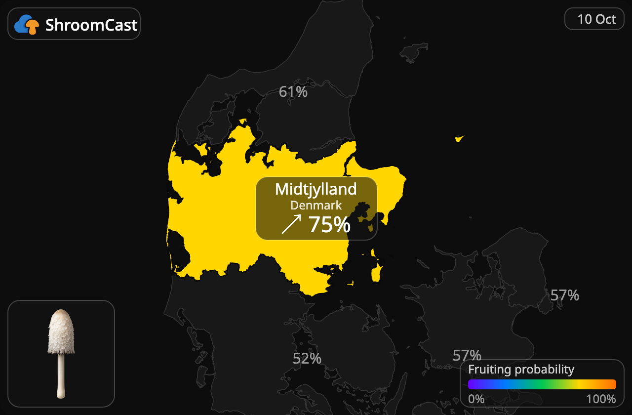 Barbuda Midtjylland