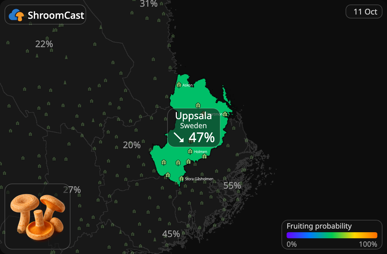 Níscalo Uppsala